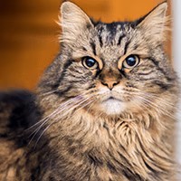 Obraz przedstawiający zdjęcie kota rasy Maine-coon